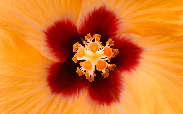 Yellow flower red center macro #2 free wallpaper for desktop - medium preview image