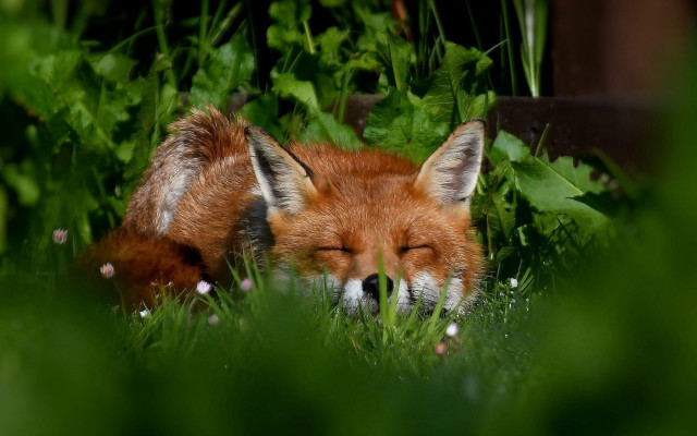 Red fox sleeping grass blurry free wallpaper for desktop - medium preview image