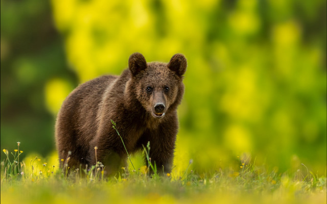 Brown bear field flowers yellow free wallpaper for desktop - medium preview image