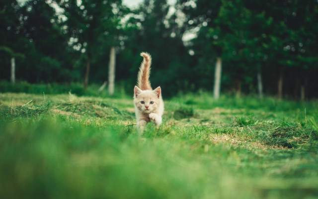 Kitten running field trees blurry free wallpaper for desktop - medium preview image