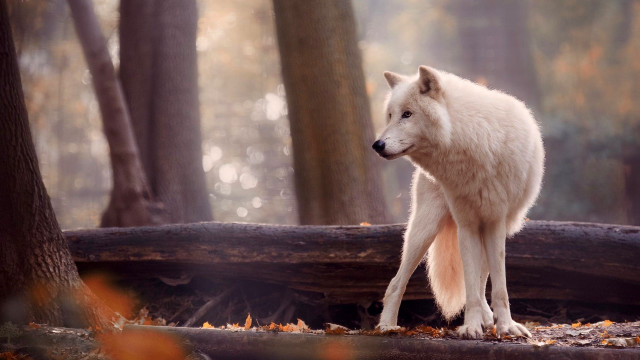 White wolf forest log sunset free wallpaper for desktop - medium preview image