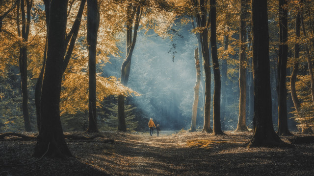 Forest trail yellow leaves long free wallpaper for desktop - medium preview image