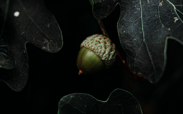Green leaf seed plant brown free wallpaper for desktop - medium preview image