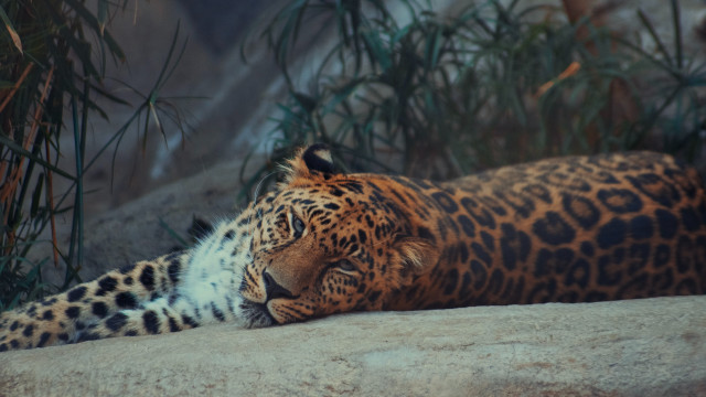 Leopard rock plants forest bamboo free wallpaper for desktop - medium preview image