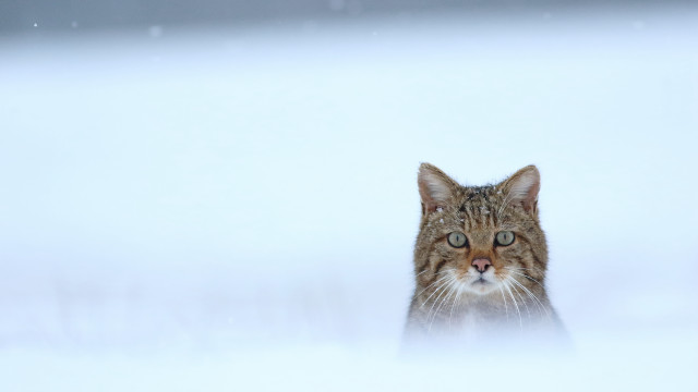 Cat looking camera snow blurry free wallpaper for desktop - medium preview image