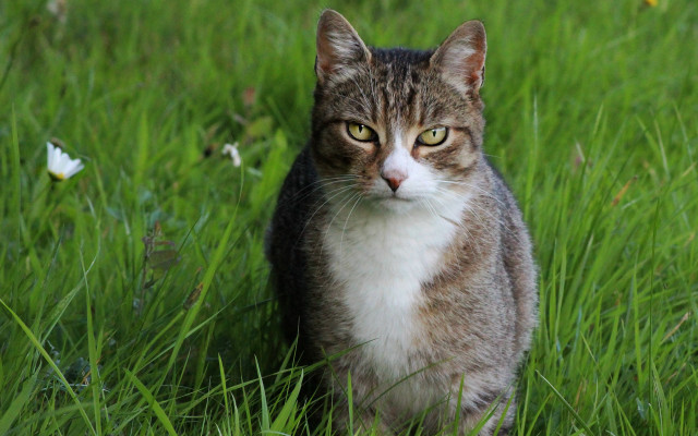 Sad cat in grass butterfly free wallpaper for desktop - medium preview image