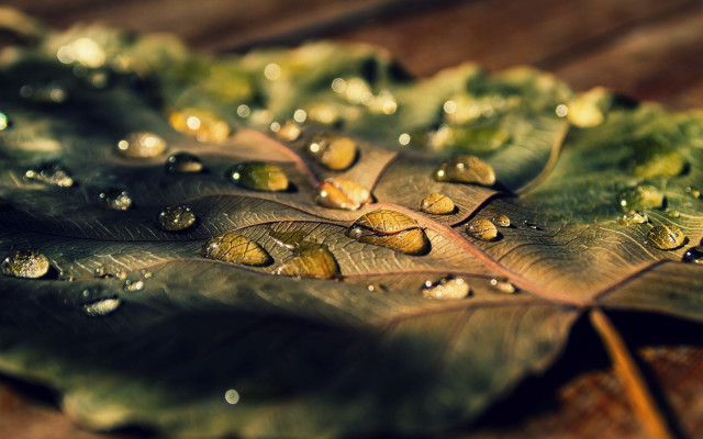 Leaf water droplets wooden background free wallpaper for desktop - medium preview image