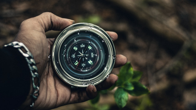 Compass leaf tree automatistes offset free wallpaper for desktop - medium preview image