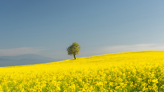 Lone tree yellow flower mountains free wallpaper for desktop - medium preview image