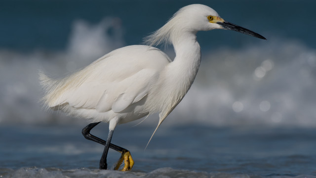 White bird beach ocean wave free wallpaper for desktop - medium preview image