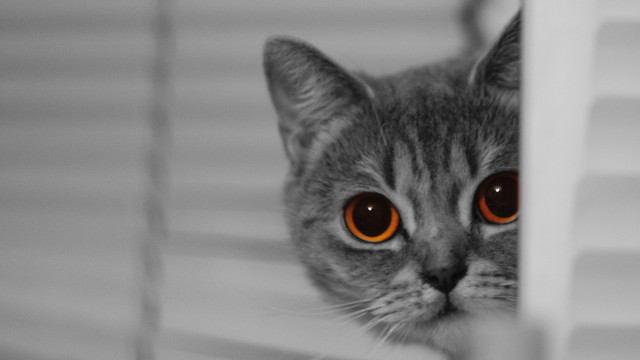 Cat orange eyes peeking behind free wallpaper for desktop - medium preview image