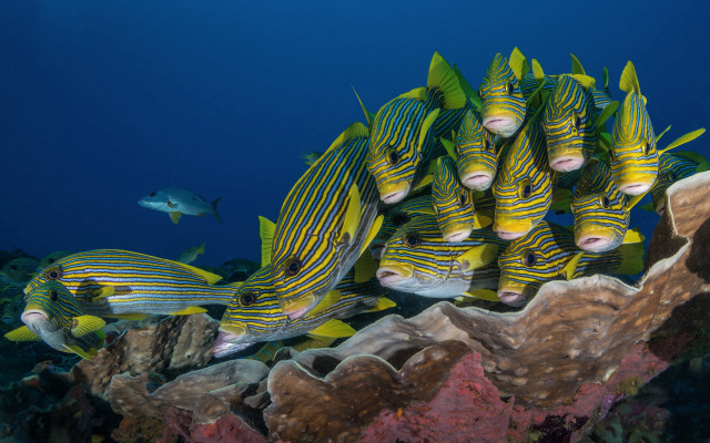 Fish coral reef jigsaw puzzle free wallpaper for desktop - medium preview image