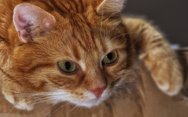 Sad cat wooden surface photorealism free wallpaper for desktop - medium preview image