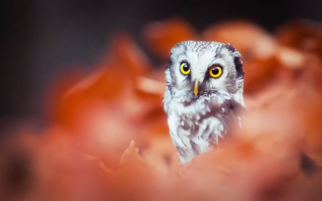 Owl yellow eyes bird fire free wallpaper for desktop - medium preview image