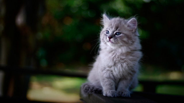 Kitten wooden bench park trees free wallpaper for desktop - medium preview image