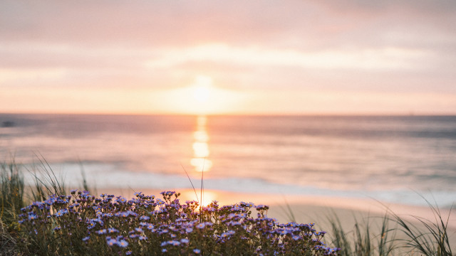 Flower beach ocean sunset tiltshift free wallpaper for desktop - medium preview image