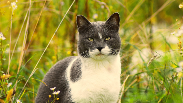 Cat flower field blurry background free wallpaper for desktop - medium preview image