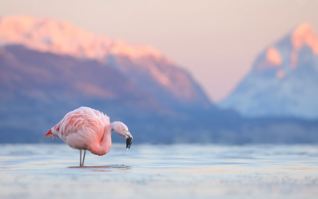 Pink flamingo mountains sunset water free wallpaper for desktop - medium preview image