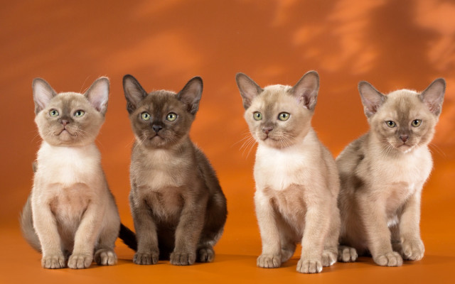 Three kittens brown background symmetry free wallpaper for desktop - medium preview image