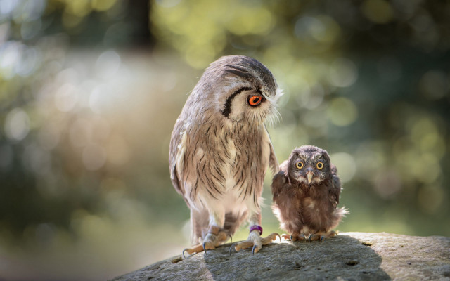 Small owl larger owl rock free wallpaper for desktop - medium preview image