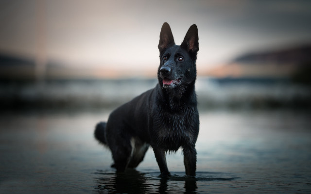 Black dog beach water sunset free wallpaper for desktop - medium preview image