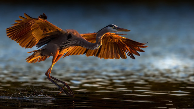 Bird wings spread water wildlife free wallpaper for desktop - medium preview image