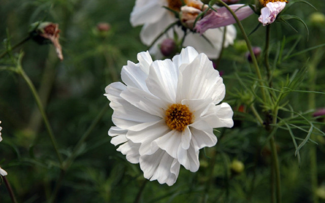 White flower field bokeh macro free wallpaper for desktop - medium preview image