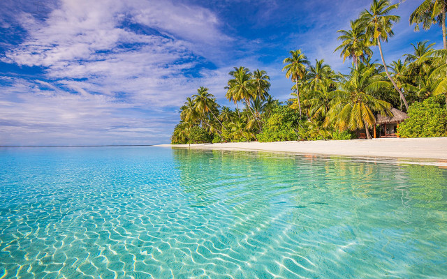 Tropical beach palm trees clear #8 free wallpaper for desktop - medium preview image