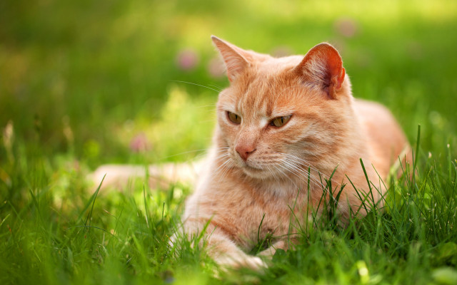 Sad cat in grass nature #2 free wallpaper for desktop - medium preview image