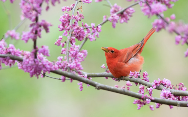 Red bird cherry blossoms spring free wallpaper for desktop - medium preview image