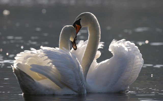 Swans neck touch water snow free wallpaper for desktop - medium preview image
