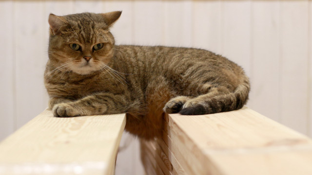 Cat bench donaldjudd flat superflat free wallpaper for desktop - medium preview image