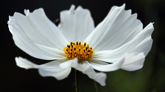 White flower yellow center macro #13 free wallpaper for desktop - medium preview image