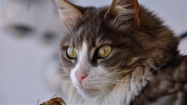 Cat bug impressionism dof tiltshift free wallpaper for desktop - medium preview image