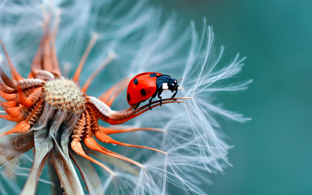 Ladybug dandelion blue green macro free wallpaper for desktop - medium preview image