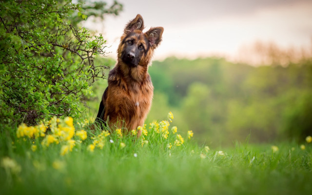 Dog field flowers trees sky free wallpaper for desktop - medium preview image
