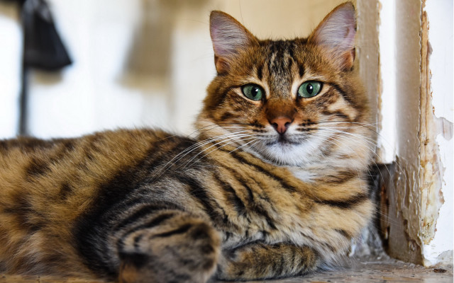 Cat wall lamp focus blurry free wallpaper for desktop - medium preview image