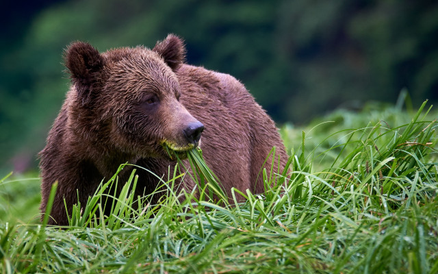 Brown bear eating food field free wallpaper for desktop - medium preview image
