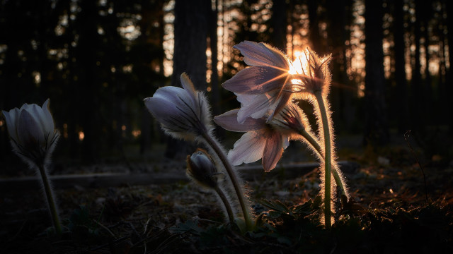 Two flowers forest sunset sunlight #2 free wallpaper for desktop - medium preview image