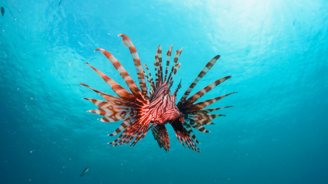 Lionfish coral reef blue ocean free wallpaper for desktop - medium preview image