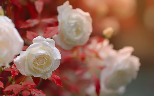 White roses red leaves vase free wallpaper for desktop - medium preview image