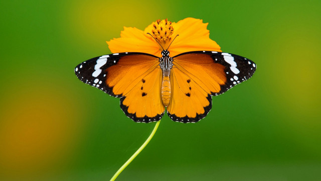 Butterfly yellow flower green background free wallpaper for desktop - medium preview image