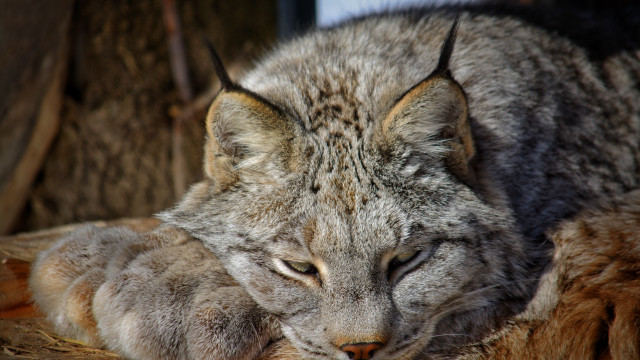 Cat laying on wooden surface free wallpaper for desktop - medium preview image
