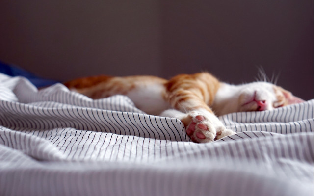 Cat bed blanket animal photorealistic free wallpaper for desktop - medium preview image
