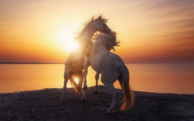 Horses beach sunset connection art free wallpaper for desktop - medium preview image