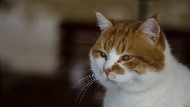 Cat shiba inu animal portrait free wallpaper for desktop - medium preview image