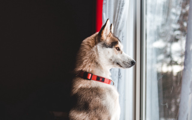Husky snowy window red collar free wallpaper for desktop - medium preview image