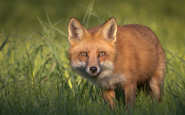 Red fox sad eyes grass free wallpaper for desktop - medium preview image