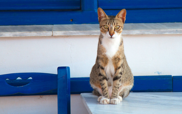 Cat table blue door chair free wallpaper for desktop - medium preview image