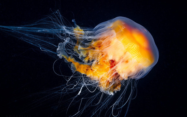 Jellyfish bioluminescent water aurora fireworks free wallpaper for desktop - medium preview image